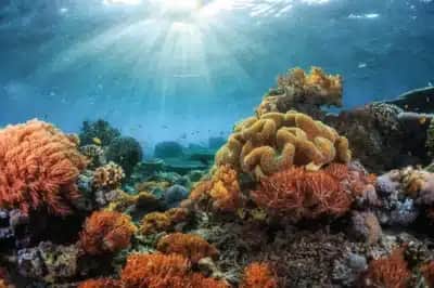 IUCN coloca 96% dos recifes de coral de águas rasas na categoria de maior risco de extinção