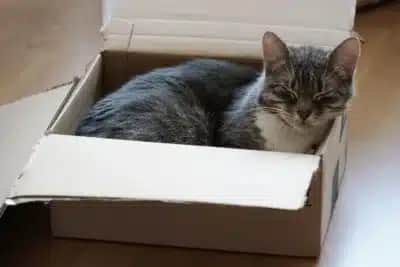 Estudo de Utrecht: gatos com caixa para se esconder superaram o estresse sete dias antes dos demais