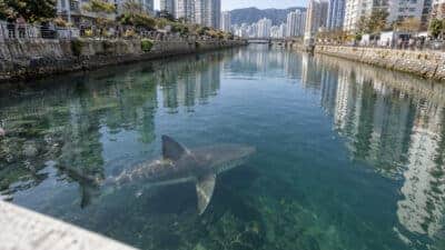 Tubarão Bukangi volta ao mar em Busan após mais de um mês preso em canal urbano