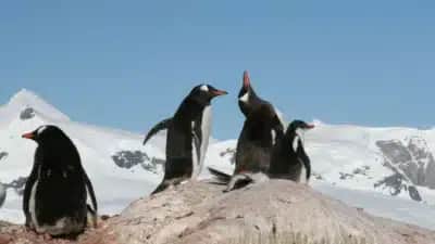 Pesquisadores descobrem nova espécie de pinguim pela primeira vez em cem anos