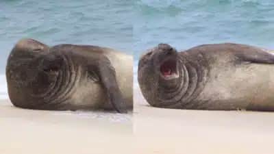 Elefante-marinho de 400 kg reaparece em praia de Maricá após tour pelo Rio