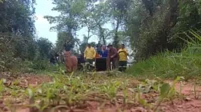 Filhote de onça que nem ficava de pé e quase perdeu a pata volta à natureza no interior de SP