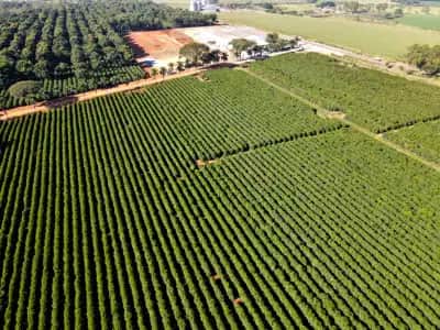 Grupo Ruiz Coffees pede recuperação judicial para renegociar R$ 775 milhões em dívidas