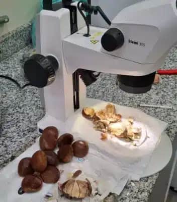 Carga de 900 quilos de castanha italiana é barrada após suspeita de praga em SP