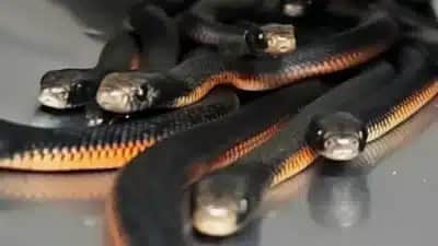 Fêmea tirada de quintal em Sydney dá à luz dentro do saco em resgate de 102 cobras