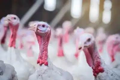 Acordo permite à China suspender frango brasileiro e definir alcance do embargo