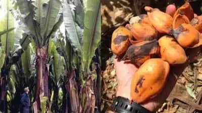 Ensete, a “banana turbinada” da Etiópia, pode alimentar mais 111,5 milhões de pessoas na África