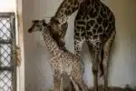 Filhote de girafa ameaçada de extinção é registrado no Zoológico de São Paulo