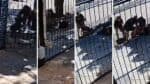 A responsável por cuidar de cachorro que atacou mulher é acusada de tentativa de homicídio