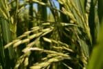 Resta verificar se o setor agropecuário continuará impulsionando o Produto Interno Bruto, afirma diretor nacional do Ibmec