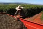 Executivo reduz em quase 50&percnt; o montante destinado à seguridade agrícola