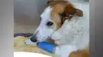 Cão Silveira, conhecido nas redes sociais, submeteu-se a uma cirurgia