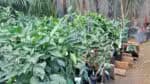 Um integrante de uma quadrilha que roubou plantas avaliadas em R$ 300 mil foi preso