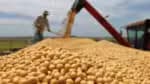 Venda de soja para a China registra aumento superior a 30&percnt; em maio
