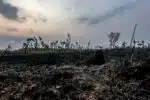Amazônia apresenta elevação de 92&percnt; no desmatamento em maio