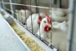 Brasil encerra surto de gripe aviária e informa Organização Mundial de Saúde