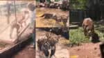 Onça-pintada mais antiga do mundo em cativeiro falece aos 25 anos em Goiás