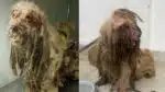 Ex-tutores de cão resgatado indenizarão por R$ 20 mil a organizações
