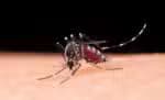 Mosquito macro photography