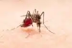 Especialista detalha como o clima favorece a expansão da dengue no Brasil