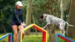 Festiwal Pet: o que esperar do evento dedicado aos animais de quatro patas