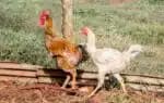 PR - FRANGO/CHINA - ECONOMIA - Na sexta-feira (16), o Ministério da Agricultura anunciou que a China que vai interromper a compra de carne de frango do Brasil por 60 dias. O governo do Paraná para minimizar a situação informou que aumentou as ações de vigilância e biossegurança no estado após a confirmação do primeiro foco de Influenza Aviária de Alta Patogenicidade (IAAP) em uma granja comercial no município de Montenegro, no Rio Grande do Sul. Na foto, criação de frango em propriedade rural em Campo Mourão, na Região Centro-Oeste do Paraná. 17/05/2025 - Foto: DIRCEU PORTUGAL/FOTOARENA/FOTOARENA/ESTADÃO CONTEÚDO