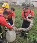 Equipe do Corpo de Bombeiros resgatou uma jiboia de três metros em área residencial de Natal