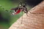 Congresso rejeita veto que previa pagamento de indenizações por casos de Zika
