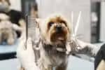 Deputados votam em projeto de lei que visa regulamentar cuidadores de animais