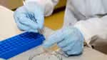 Vacina desenvolvida pela USP contra o zika apresenta resultados positivos em testes