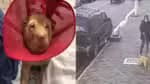 Cão pitbull sem proteção ataca outra cadela e causa pânico entre moradores em São Paulo