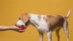 Tribunal de Justiça de São Paulo julga procedente recurso e rejeita pagamento de pensão alimentícia para cão de companhia