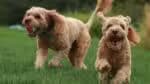 Cachorro em creches: o que considerar antes de levar seu pet