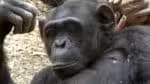 Estudo revela que humanos e chimpanzés compartilham o hábito de aderir a tendências