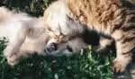 Descubra os nomes mais populares para cães e gatos no Brasil