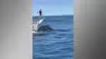 Em Arraial do Cabo, no Rio, embarcação colide com a orca