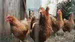 Brasil reexporta frango para Peru, Jordânia e Hong Kong