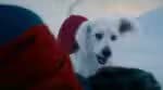 Superman: aprenda sobre a história do cão que motivou a criação de Krypto