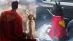 Atriz de “Superman” adota filhote em evento de pré-estreia: “Nosso Krypto”