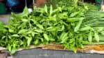 Índio registra 175 espécies vegetais com propriedades terapêuticas utilizadas por sua comunidade