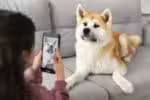 Aprenda a utilizar a função que simula o comportamento de um cão no WhatsApp