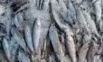 Associações de pescadores solicitam crédito emergencial para mitigar os efeitos do aumento tarifário