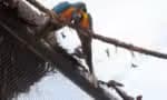 Falecem outras quatro aves, zoológico do Rio fica fechado ao público