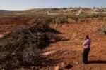 Equipes de escavação israelenses removeram centenas de árvores de propriedade de palestinos na Cisjordânia