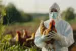 Gripe aviária: Chile, Namíbia, Macedônia do Norte e Arábia Saudita revogam restrições à carne de aves brasileira, fato positivo para a economia