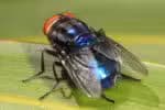 Confirmado o primeiro caso de mosca-da-bicheira em humanos nos EUA