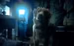 “Good Boy”: descubra o filme de terror que apresenta a visão de um cão