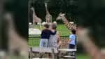 Zoológico da Dinamarca solicita doações de animais de estimação para alimentar seus predadores