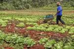 Agricultores familiares receberão R$ 60 milhões para a produção de bioinsumo