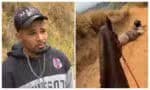 O que se sabe sobre o caso do homem que mutilou um cavalo em SP